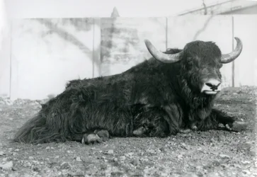 En jakhane liggande i sitt inhägnad på London Zoo i augusti 1928 (s/v foto)