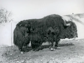En manlig jak som står i sin hage på London Zoo 1928 (s/v foto)