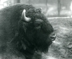 En europeisk bisonhane, London Zoo, februari 1928