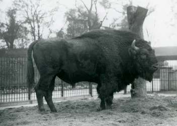 En manlig europeisk bison som står på gräset i sin hage. London Zoo, oktober 1927. De sårbara europeiska bisonerna är också kända som Wisent, eller European Wood Bison.