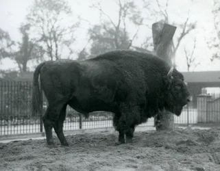 En manlig europeisk bison som står på gräset i sin hage. London Zoo, oktober 1927. De sårbara europeiska bisonerna är också kända som Wisent, eller European Wood Bison.