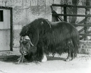 En vuxen myskoxetjur, även stavat musk ox och musk-ox, stående och ätande i sin inhägnad på London Zoo 1931