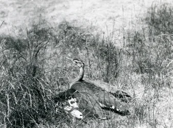 En närapå hotad arabbustard breder ut sina vingar, nära marken, bland en fläck med långt gräs, London Zoo, juli 1925