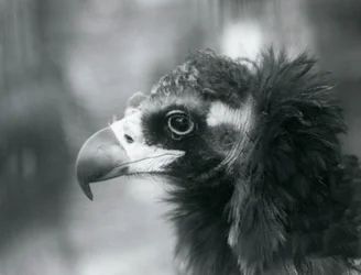 En nästan hotad gam på London Zoo, 1927