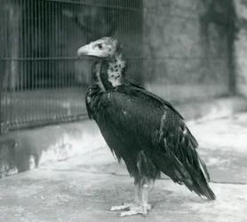 En nära hotad svart gam stående i London Zoo, 1927