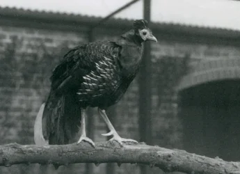 En nära hotad Viellots fireback, eller Crested fireback, stående på en gren, London Zoo, 1927