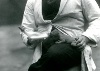 En nyfödd lejonunge som matas på flaska av sin djurhållare, London Zoo, 1923