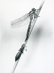 En nykläckt kungstrollslända vilar på ett vassstrå ovanför sin tomma larvhud, eller exuvie, London Zoo, 1925