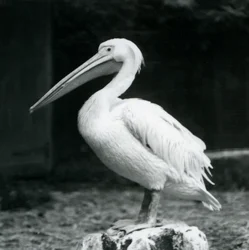 En pelikan som står på en stubbe på London Zoo i september 1925