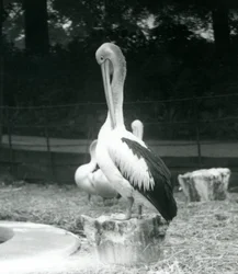 En pelikan som står på en stubbe och putsar nacken på London Zoo i september 1925