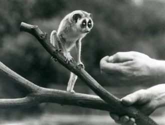 En smal loris som står på en gren som hålls av en djurhållare, London Zoo, augusti 1926