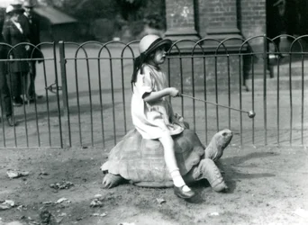 En liten flicka, Betty, håller fram en pinne med ett äpple på änden för att leda jättesköldpaddan hon rider, London Zoo, 1924