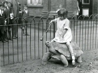 En liten flicka, Betty, håller fram en pinne med ett äpple på änden för att leda jättesköldpaddan hon rider, London Zoo, 1924