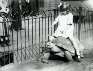 En liten flicka, Betty, håller fram en pinne med ett äpple på änden för att leda jättesköldpaddan hon rider, London Zoo, 1924