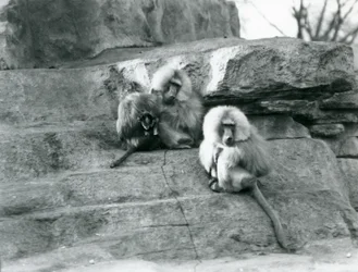 En liten grupp på tre vuxna och en baby Heliga Babianer, bland klipporna på "Monkey Hill", London Zoo