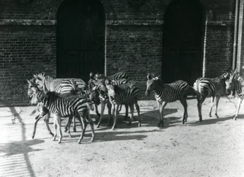 En liten flock Chapmans Zebra på London Zoo 1924