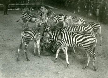 A small herd of Chapmans Zebra, including young, London Zoo in 1923 