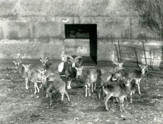 En liten flock Mouflon på London Zoo i november 1926