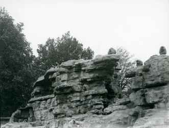 En trupp heliga babianer bland klipporna på "Monkey Hill", London Zoo