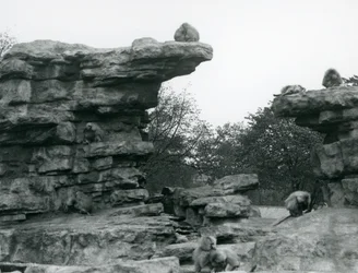 En trupp heliga babianer bland klipporna på "Monkey Hill", London Zoo