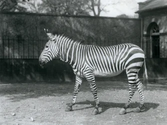 En sårbar Hartmans zebra som står i sin hage på London Zoo