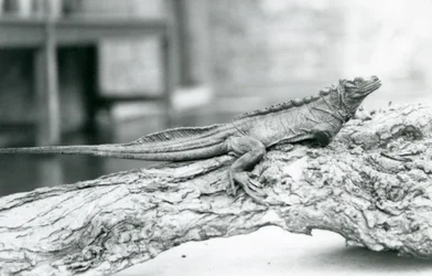 En sårbar Sailfin Lizard vilar på en stock på London Zoo 1928 (s/v foto)