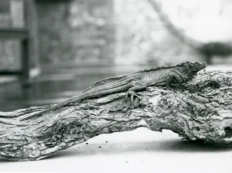 En sårbar Sailfin Lizard vilar på en stock på London Zoo 1928 (s/v foto)