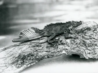 En sårbar segelödla med skadad svans, vilande på en stock på London Zoo 1929