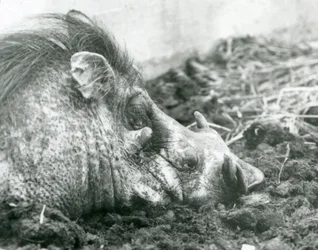 Ett vårtsvin vilar i lera på London Zoo, 1927
