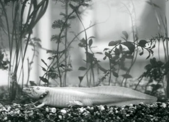 En vit Axolotl / mexikansk salamander vilande på grus på golvet i en tank på London Zoo 1928 (s/v foto)
