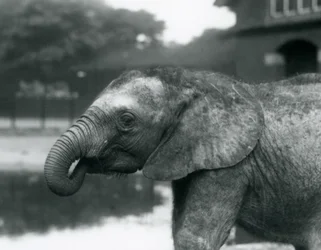 En ung afrikansk elefant med snabeländen i munnen, London Zoo, augusti 1925
