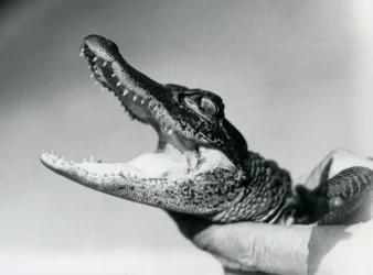 En ung alligator som hålls runt halsen av sin djurskötare, London Zoo, augusti 1928