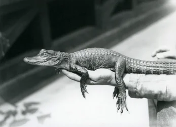 En ung Alligator som hölls i handen på sin målvakt, London Zoo
