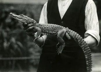 En ung amerikansk alligator som hölls av sin djurhållare, London Zoo, 1924