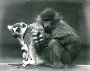 En ung babian kryper intill en ringsvanslemur på en bjälke, Londons zoo, 1925