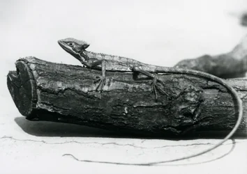 En ung Basilisk Lizard vilar på en stock på London Zoo i augusti 1928 (s/v foto)