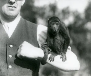 En ung svart vrålapa sitter på en mans arm med sin gripsvans lindad runt hans handled, London Zoo, 1923