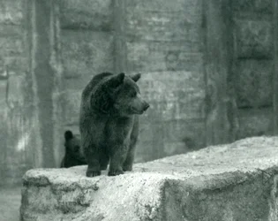 En ung brunbjörn på London Zoo, juni 1914