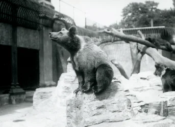 En ung brunbjörn som sitter på en sten i förgrunden med en annan som går bakom, och en tredje sover på en gren, London Zoo, augusti 1913