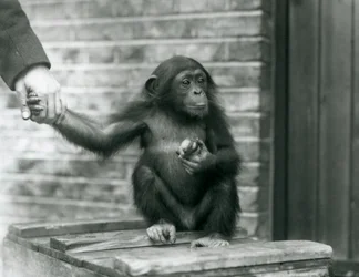 En ung schimpans som håller handen på en djurhållare när han sitter på en trälåda, London Zoo, juni 1926