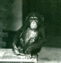 En ung schimpans som sitter på en trälåda på London Zoo 1924 (s/v foto)