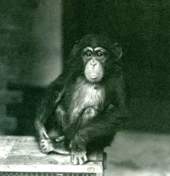 En ung schimpans som sitter på en trälåda på London Zoo 1924