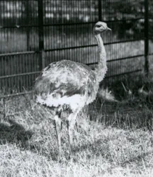 En ung Darwins/Lesser Rhea som står på gräs, bredvid staketet till dess inhägnad, London Zoo