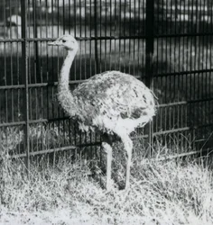 En ung Darwins/Lesser Rhea som står på gräs, bredvid staketet till dess inhägnad, London Zoo
