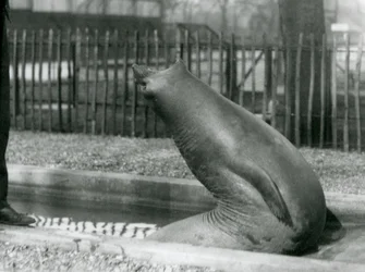 En ung elefantsäl som sträcker sig baklänges, London Zoo