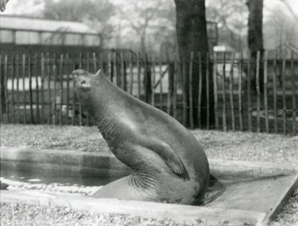 En ung elefantsäl som sträcker sig baklänges, London Zoo