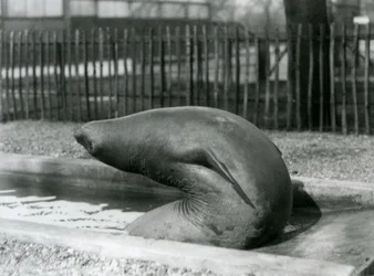En ung elefantsäl som sträcker sig baklänges, London Zoo
