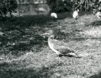En ung sula som står på gräs på London Zoo i september 1927