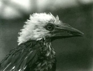 En ung näshornsfågel på London Zoo, 1924