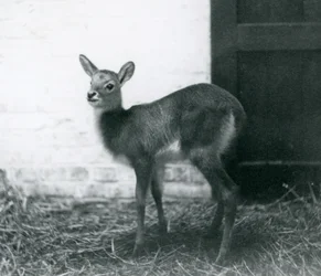En ung Lechwe som står på hö, London Zoo, januari 1926